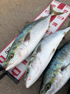 ヤズの釣果