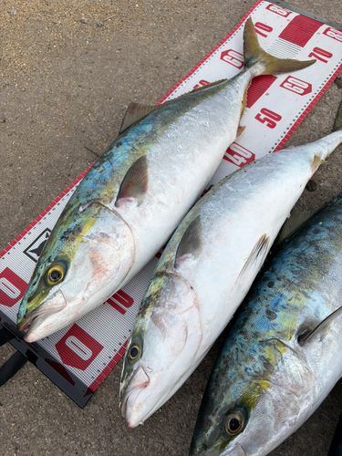 ヤズの釣果