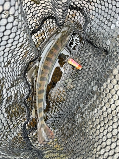 ヤマメの釣果