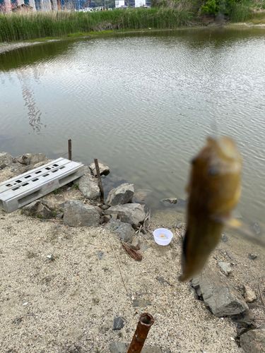 クチボソの釣果