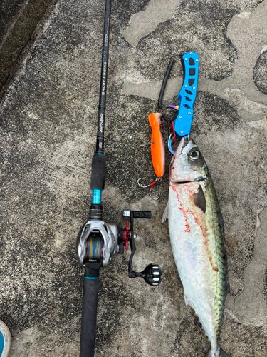 サバの釣果