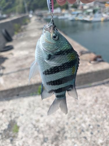 オヤビッチャの釣果