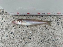 キスの釣果
