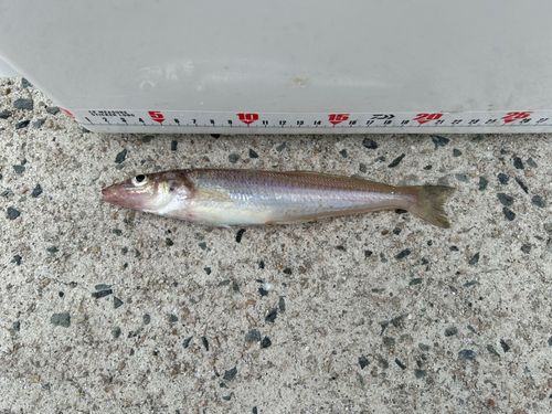 キスの釣果