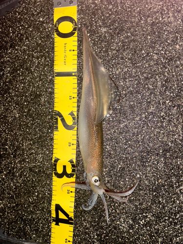 ヤリイカの釣果