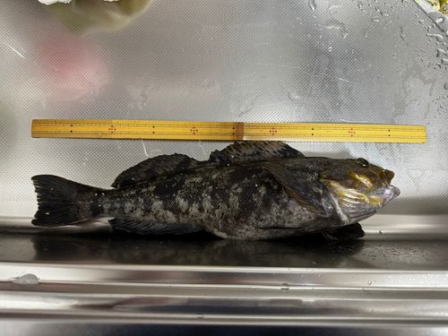 アイナメの釣果
