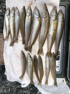 シロギスの釣果