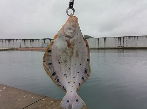 ホシガレイの釣果