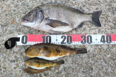 チヌの釣果