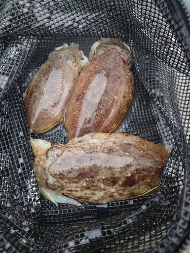 コウイカの釣果