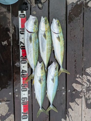 イナダの釣果