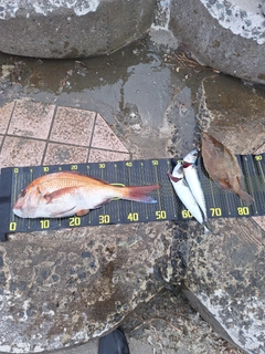 マダイの釣果