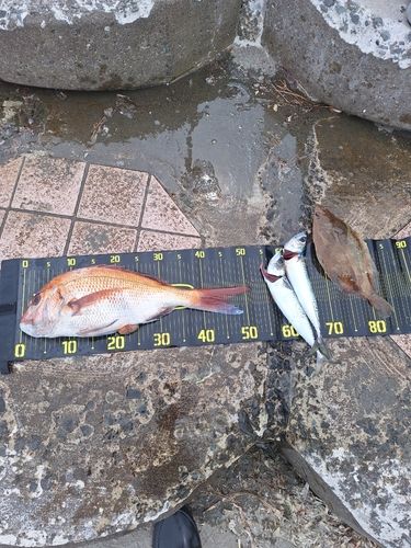マダイの釣果