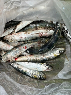 イワシの釣果
