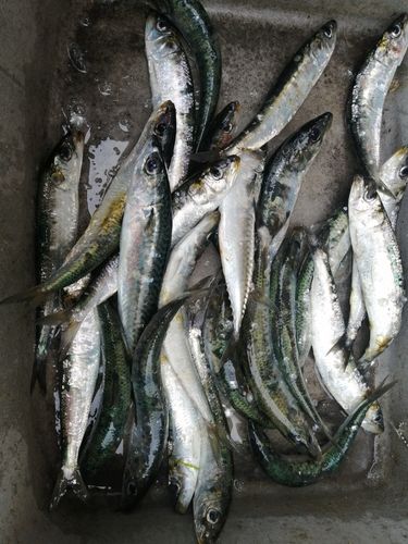 イワシの釣果