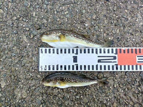ショウサイフグの釣果