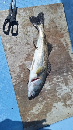スズキの釣果