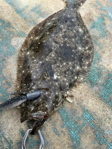 ヒラメの釣果