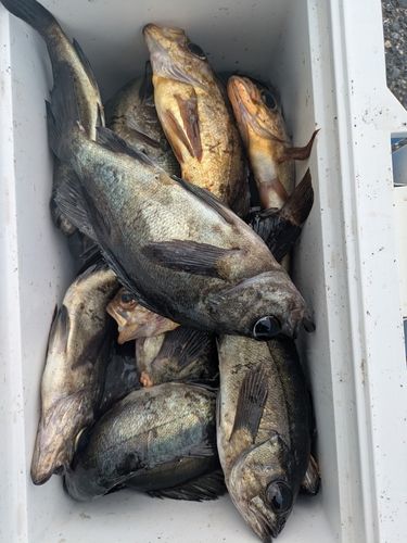 メバルの釣果