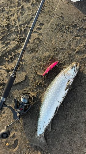 アメマスの釣果