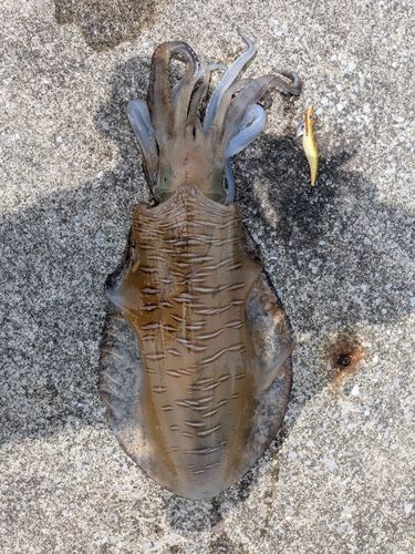 アオリイカの釣果
