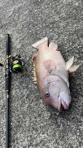 コブダイの釣果