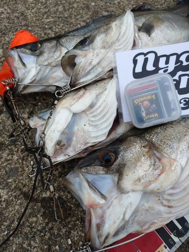 シーバスの釣果
