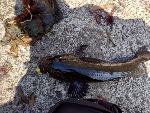 アイナメの釣果