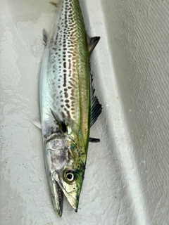 サゴシの釣果