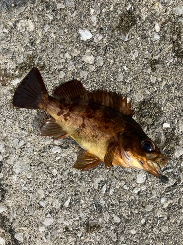 アカメバルの釣果