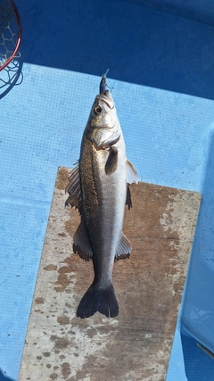スズキの釣果
