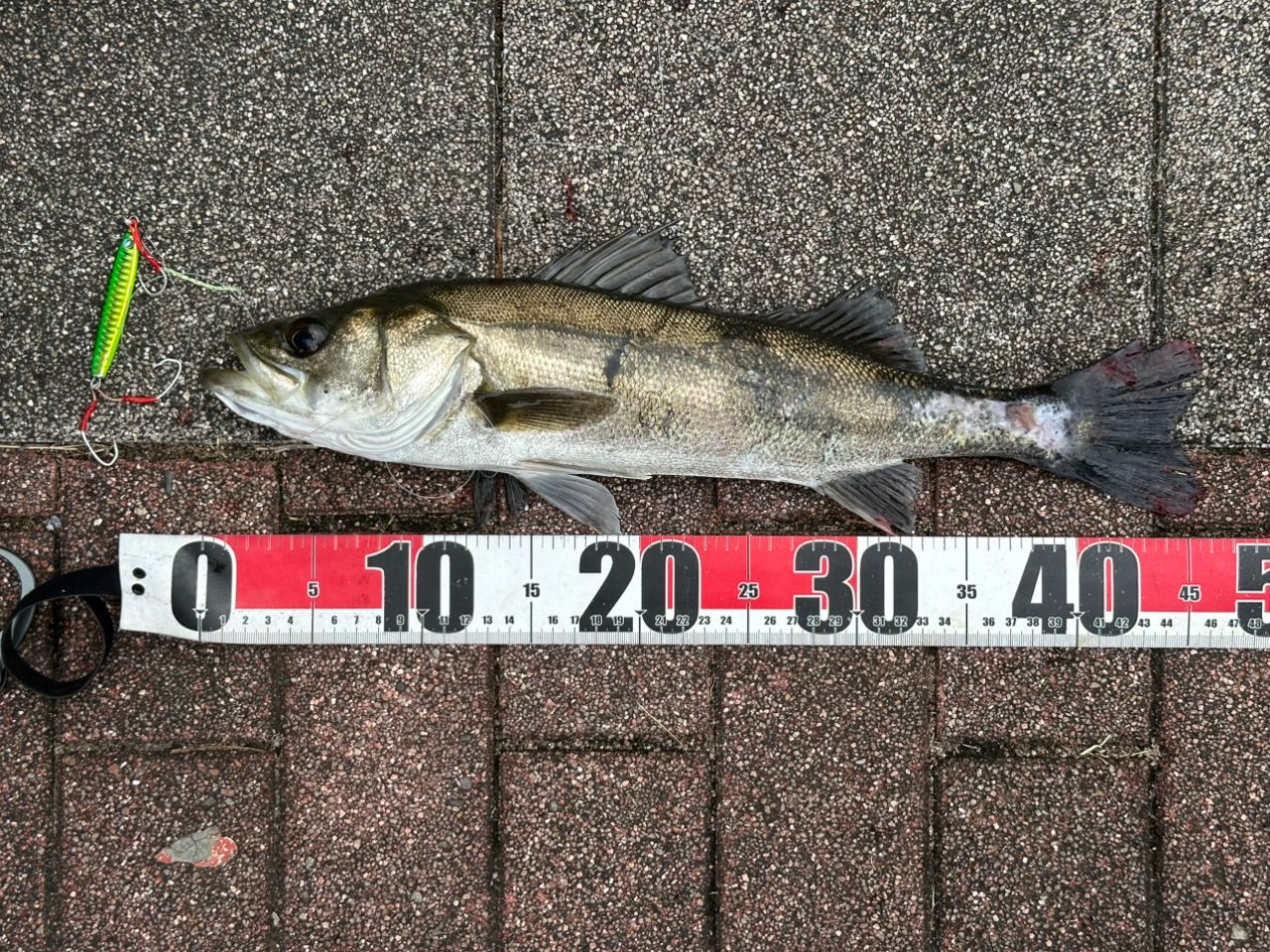 DAIWA 22アルファス SV TW 800S-XHLの最安値・インプレ・釣果 | 本音の