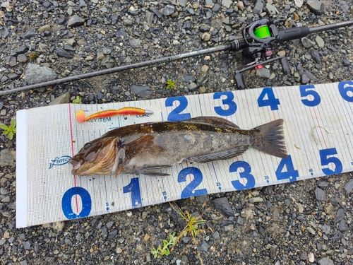 アイナメの釣果