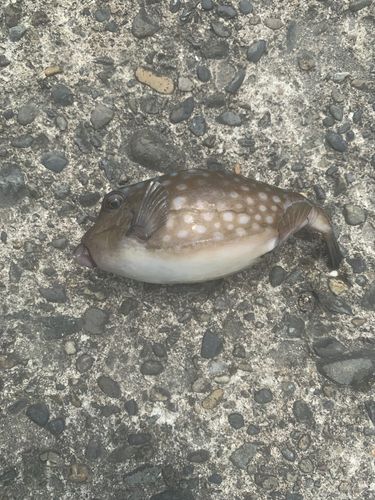 ハコフグの釣果
