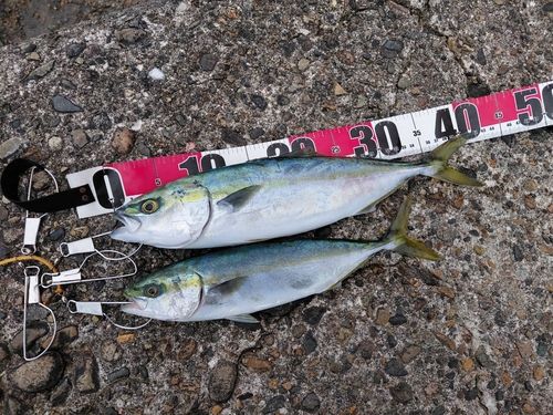 フクラギの釣果