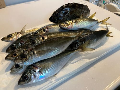 アジの釣果