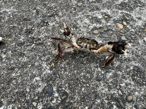 モクズガニの釣果
