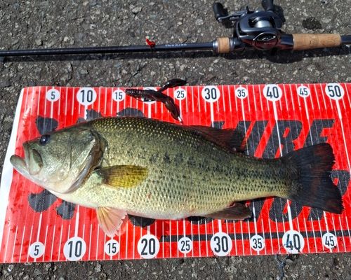 ブラックバスの釣果