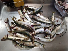 マイワシの釣果