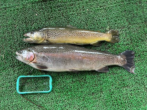 ニジマスの釣果