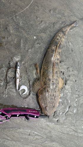 マゴチの釣果