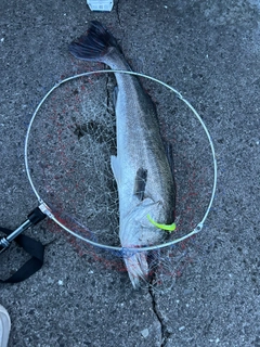 マルスズキの釣果