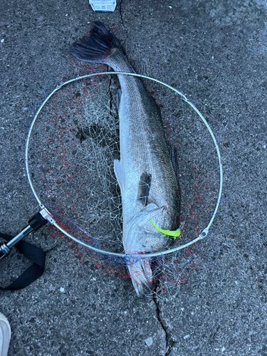 マルスズキの釣果