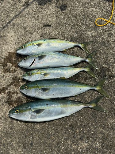 釣果
