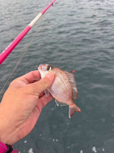 チャリコの釣果