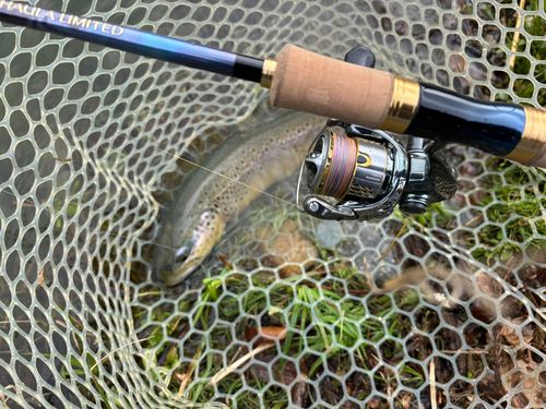 ブラウントラウトの釣果