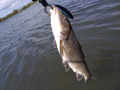 ニゴイの釣果