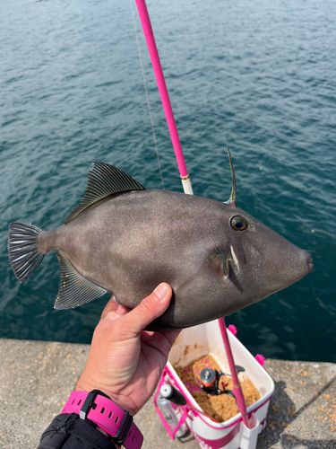 ウマヅラハギの釣果