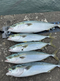 ハマチの釣果