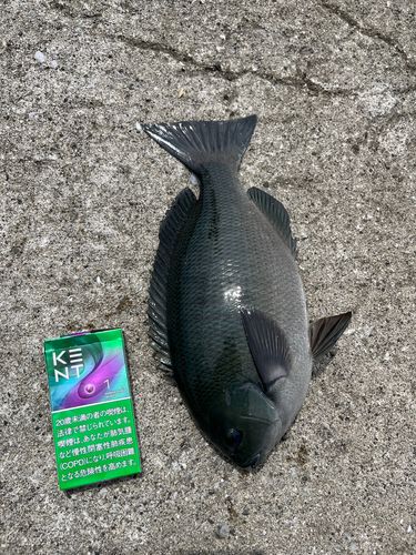 クチブトグレの釣果